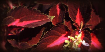 Fenzi Lasstore Pour Homme Red EDP 100мл