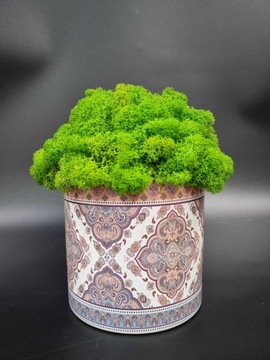 ХРОБОТУС МОХ В ГОРШКЕ