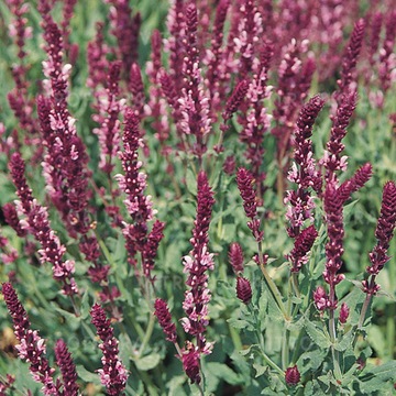 SZAŁWIA OMSZONA Rosaköningin FioletowoRóżo Salvia nemorosa wys od 4.03.2024