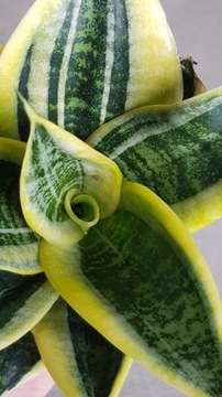 Sansevieria hahnii 'Golden edge'