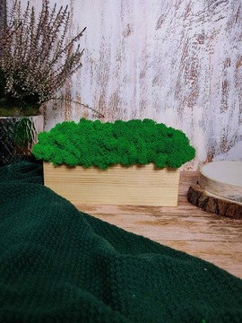 Декоративный мох Хроботек в горшке 20см, подарок