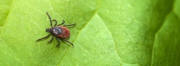 УЛЬТРА СИЛЬНЫЙ СПРЕЙ ЖИДКОСТЬ ДЛЯ ПОДГОТОВКИ ОТ КЛЕЩЕЙ 250МЛ + ФИКСАЦИЯ 250МЛ