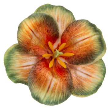 12X MAGNOLIA YELLOW GREEN GŁÓWKA WYROBOWA