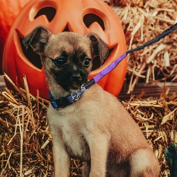 Smycz dla małych psów Pet Puppy Walking Outdoor