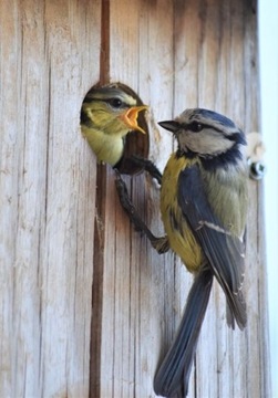 СКВОРОТКА HOTEL BIRD HOUSE БЕЛАЯ ДЕРЕВЯННАЯ ДЕКОРАТИВНАЯ 22,5 СМ 95