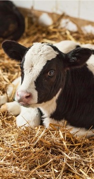 ПРОТИВ ДИАРЕИ ТЕЛЯН + ЭЛЕКТРОЛИТЫ СТАБИСТОП 1кг