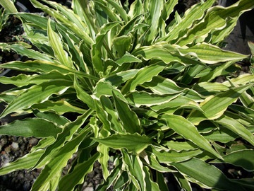 Funkia Hosta Stiletto DO OGRODU I WOKÓŁ OCZKA