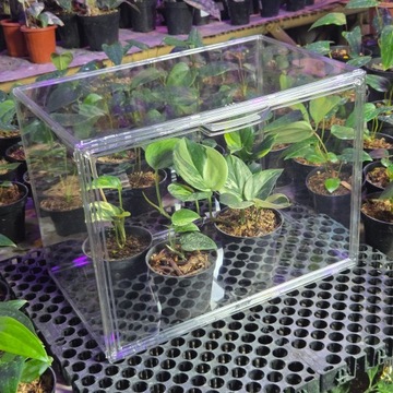 Мини-акриловая теплица для детских растений Alokazja Anthuria 40х25х30см