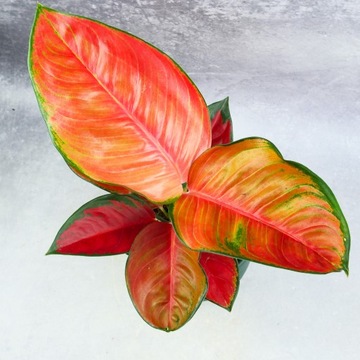 Aglaonema Chilli red Ø12cm unikatowa ślicznotka z niesamowitym wybarwieniem