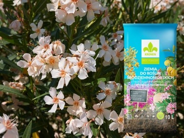 ПОЧВА ДЛЯ ОЛЕАНДРОВ ОЛЕАНДР ОЛИВКИ ОЛИВКИ КРОНЕН