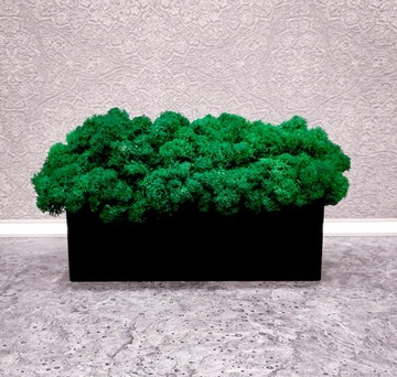 Декоративный мох Хроботек в горшке 20см, подарок