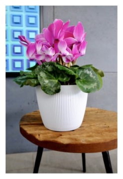 Цветочный горшок Magnolia JUMPER fi 135 авокадо Ламела