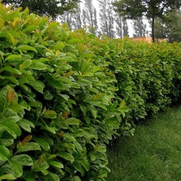 Laurowiśnia ETNA Prunus Laurocerasus 30/50cm SADZONKI pakiet 25 sztuk
