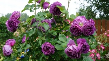 Róża rabatowa fioletowa pachnąca.