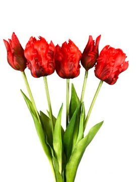 BUKIET TULIPANÓW 5 TULIPAN GUMOWANY czerwon papuzi