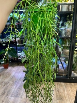 Hoya linearis / cięta / 10 cm