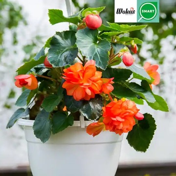 Ziemia do kwiatów balkonowych 10 litrów