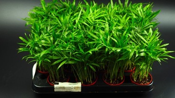 Хамедора Chamaeodorea коралловая пальма ЛЕС В БАНКЕ