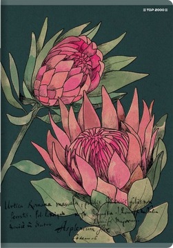 ZESZYT TOP 2000 FLOWERS A4/80K KRATKA Z MARGINESEM