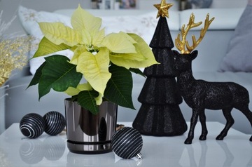 ЗОЛОТАЯ блестящая Вифлеемская звезда на цветке r16