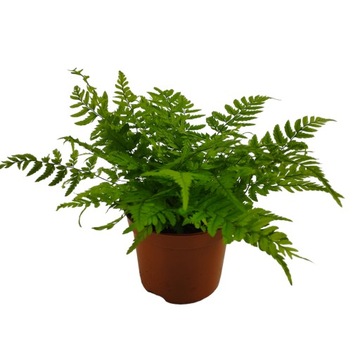 Paproć Polystichum Las w słoiku
