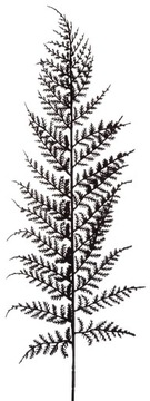 PAPROĆ LIŚĆ CZARNY GAŁĄZKA DO KOMPOZYCJI 57 CM