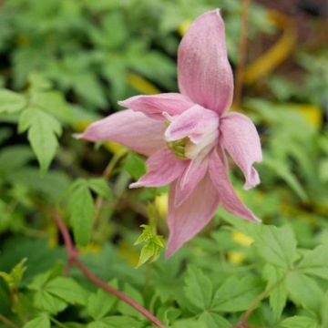 Powojnik Clematis botaniczny Markham's Pink