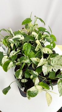 Epipremnum Epipremnum Marble Variegata | Sadzonka Rośliny