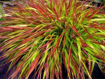 Trawa HAKONECHLOA smukła MULLED WINE niespotykana barwa liści SADZONKA