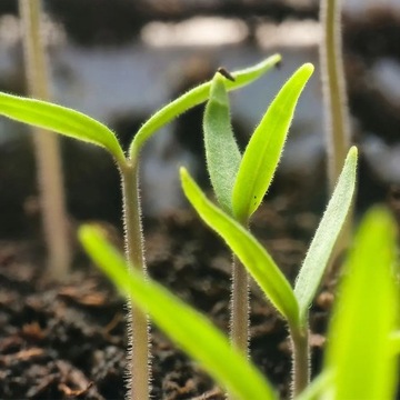 ZIEMIA PODŁOŻE WYSIEWU PIKOWANIA WARZYW NASION 20l