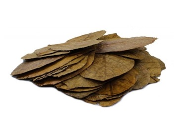 TANTORA CATTAPA LEAVES -M- Liść Ketapangu 1szt
