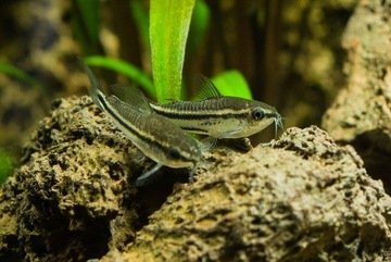 Карликовая кираса - Corydoras pygmaeus