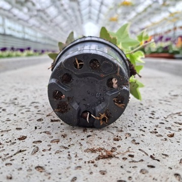 Саженцы плюща обыкновенного Hedera Bicolor Glacier в горшке для сада