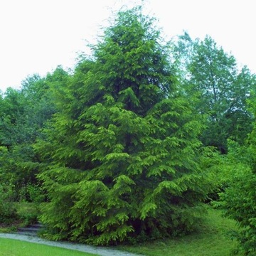 CHOINA KANADYJSKA płaczący iglak gęsta Tsuga canadensis DUŻA CHOINA 160cm