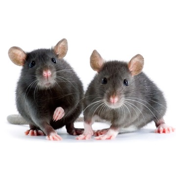 СИЛЬНАЯ МУММИФИЦИРУЮЩАЯ СУШКА КРЫСИНЫЙ ЯД МЫШИНЫЙ ЯД 1кг