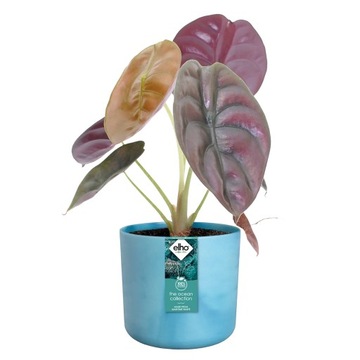 ELHO OCEAN КРУГЛЫЙ АТЛАНТИЧНО-СИНИЙ КРЫШКА 18 СМ