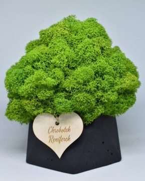 Chrobotkowy las w doniczce betonowej geometrycznej