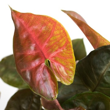 Syngonium MARIA -wyjątkowe brązowe ulistnienie