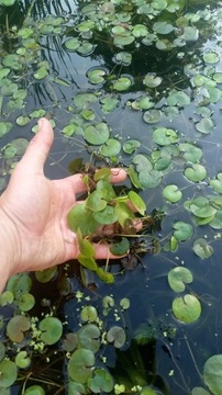 Żabiściek pływający Hydrocharis morsus ranae do oczka wodnego i stawu