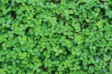 Mikrokoniczyna niska drobnolistna 1 kg ABERCREST