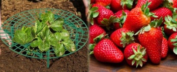 ЛЕСТНИЦА КЛУБНИКА ОПОРА КЛУБНИКА КУСТ РАМА