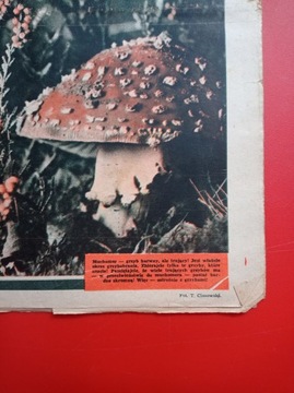 Еженедельник Przyjaciółka, № 39, 24 сентября 1967 г.