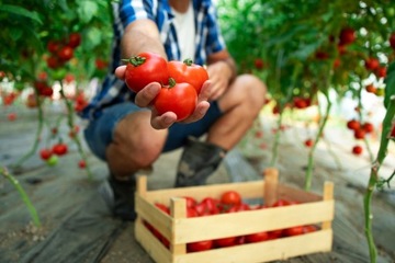 Субстрат PLANTA Super Earth для овощей, помидоров, огурцов, цветной капусты БЕСПЛАТНО