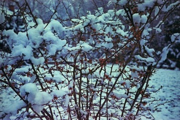 Fujifilm Eterna 250D 36эксп.