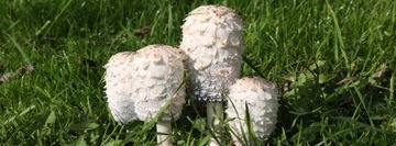 Жидкий мицелий CZERNIDŁAK 10мл