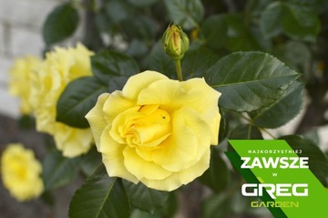 Удобрение для роз 5кг Длительного действия 120-150 дней