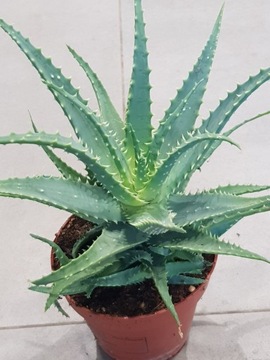Aloes drzewiasty Aloe arborescens