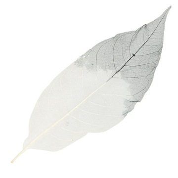 Скелет листьев