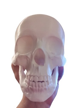 Czaszka anatomiczna Druk 3d SPA Gabinet Szkolenia