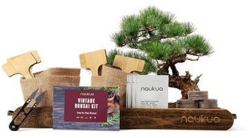 ZESTAW STARTOWY DO UPRAWY DRZEWEK BONSAI SOSNA GRANAT ŚWIERK JACARANDA x4